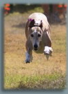 Running greyhound